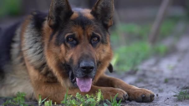 Close-up of a German shepherd with intelligent eyes and protruding tongue — Stok video