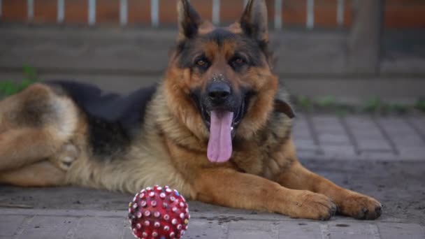 Close-up of a German shepherd with intelligent eyes and protruding tongue — Vídeo de Stock