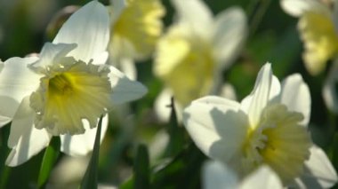 Ağır çekim görüntüleri. Toplama polen çiçek uçan arı