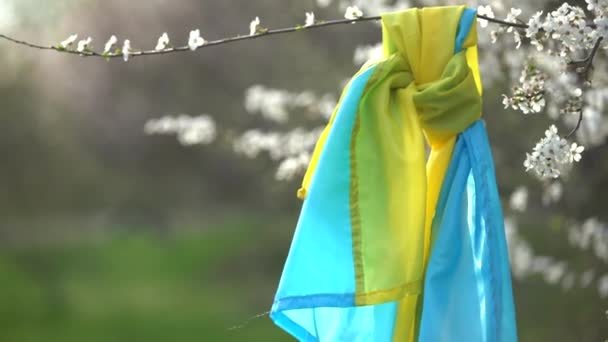 Flag of ukraine in a flowering tree in the garden in spring. Ukrainian patriotic symbols, flag colors. Independence and freedom concept. — Stock video