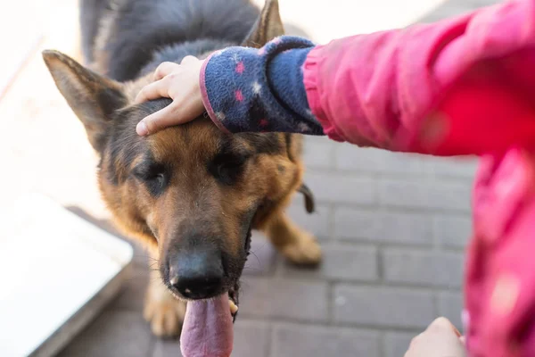 Beautiful german shepherd dog outdoor — Stock Photo, Image