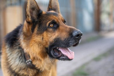 Güzel Alman çoban köpeği.