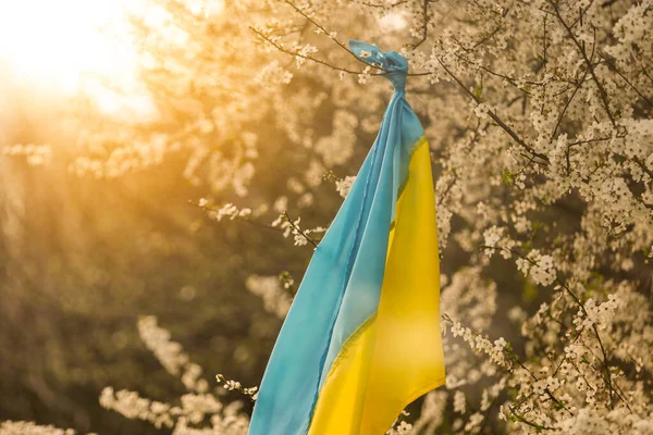 Primavera árvores floridas com flores no fundo da bandeira da Ucrânia. Fundo da primavera. — Fotografia de Stock