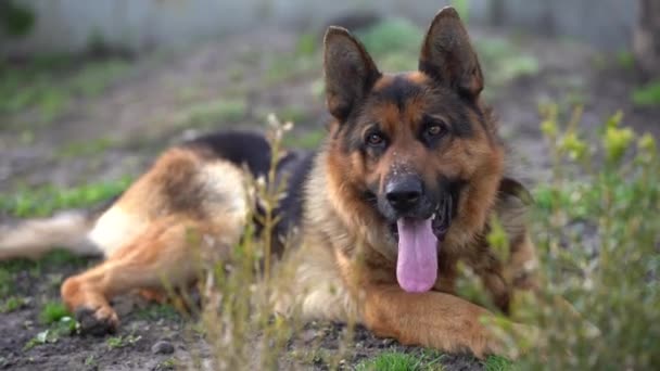 Close-up of a German shepherd with intelligent eyes and protruding tongue — Stok video