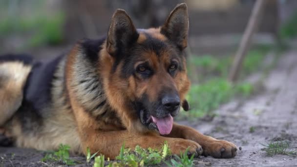 Beautiful german shepherd dog outdoor — ストック動画