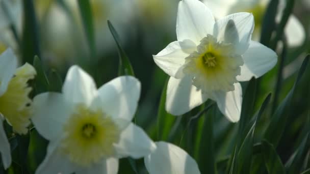 Close up of white and yellow daffodils — Wideo stockowe
