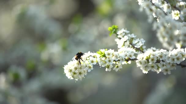 White flowering tree in early spring — Vídeo de Stock