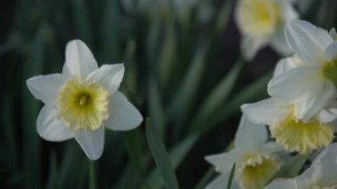 Ağır çekim görüntüleri. Toplama polen çiçek uçan arı