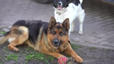 Zeki gözlü ve sivri dilli bir Alman çoban köpeğinin yakın çekimi.