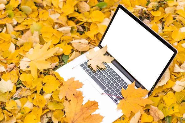 아름다운 가을 색상의 붉은색 과 노란색 단풍나무 잎이 달린 테라스 위의 백지 스크린 노트북, 전시를 위한 복사 공간, 마케팅, 광고 컨셉 — 스톡 사진