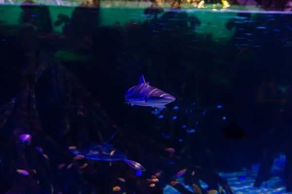 Aquário colorido, mostrando diferentes peixes coloridos nadando — Fotografia de Stock