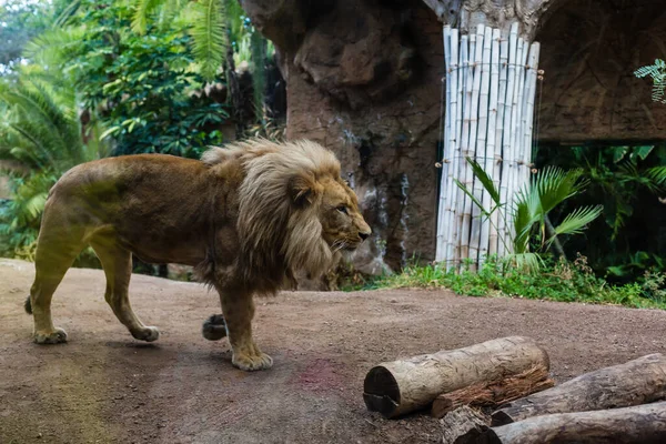 Um leão jaz sobre uma pedra e olha para a frente. — Fotografia de Stock