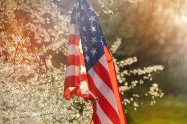 Ağaçta beyaz çiçekler, bahar çiçekleri. ABD bayrağı.