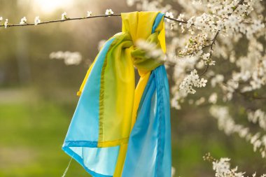 Baharda bahçede çiçek açan bir ağaçta Ukrayna bayrağı. Ukrayna vatanseverlik sembolleri, bayrak renkleri. Bağımsızlık ve özgürlük kavramı