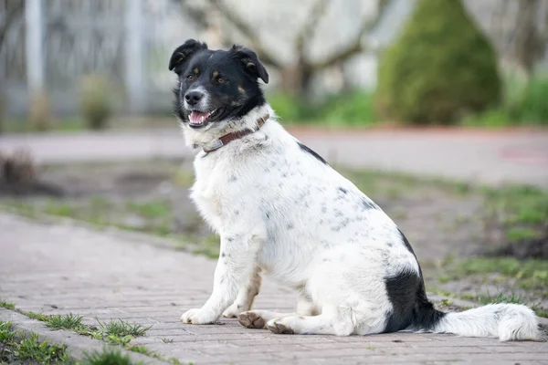 Dog playing outside smiles. Curious dog looking at the camera. Close-up of a young mix breed dog head outdoors in nature sticking out his tongue. Homeless mongrel dog waiting for a new owner