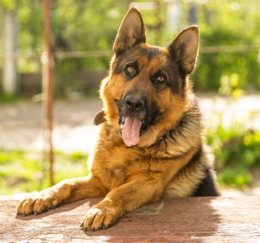 Zeki gözlü ve sivri dilli bir Alman çoban köpeğinin yakın çekimi..