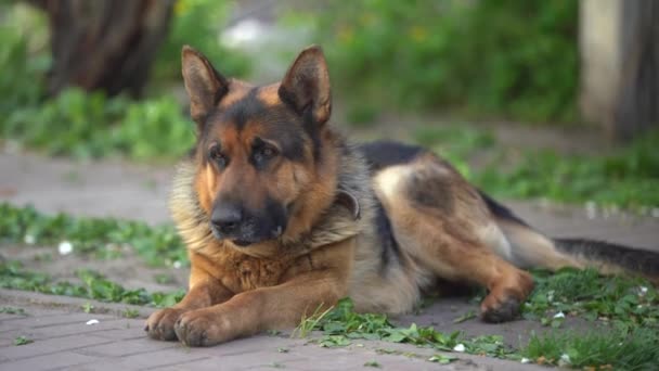 Close German Shepherd Intelligent Eyes Protruding Tongue — Vídeo de Stock