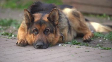 Güzel Alman çoban köpeği, akıllı ve eğitilmesi kolay..