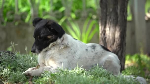 Beautiful White Little Smart Dog — Stock Video