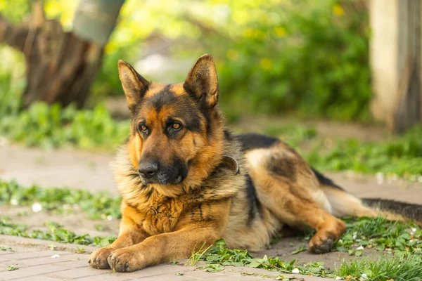 Hermoso Perro Pastor Alemán Inteligente Fácil Entrenar —  Fotos de Stock