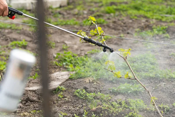 Coltivatore Che Spruzza Piante Verdi Vegetali Giardino Con Erbicidi Pesticidi — Foto Stock