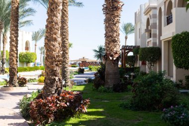 Plaja yakın palmiye ağaçları rüzgardan korunmak için. Palmiye ağaçları sıcak bir ülkede yetişir.