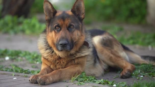 Hermoso Perro Pastor Alemán Inteligente Fácil Entrenar — Vídeo de stock