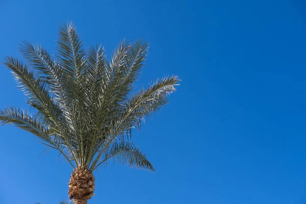 Palmy Przeciwko Błękitnemu Niebu — Zdjęcie stockowe