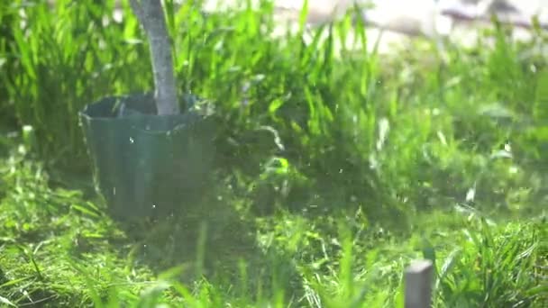 Mown Grass Process Mowing Tall Grass Trimmer — Wideo stockowe