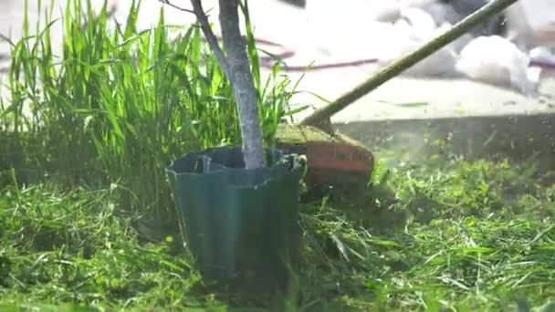 Фермер Косіння Зеленої Трави Косою Полі — стокове відео