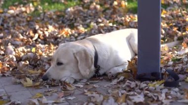 Yorgun ve tapılası Labrador görevine bağlı..