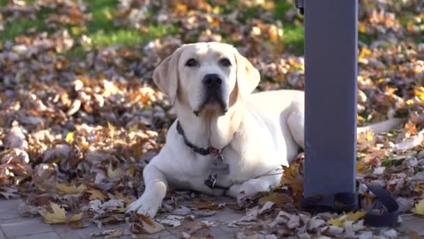 Een Gouden Labrador Zit Buurt Van Een Winkel Straat Wachten — Stockvideo
