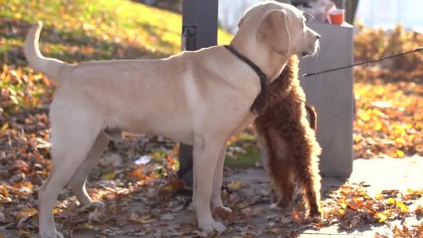 Egy Arany Labrador Egy Bolt Mellett Utcán Tulajra Várva Egy — Stock videók