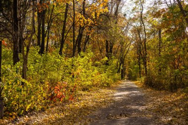 Güneşli havada güzel bir sonbahar parkı.