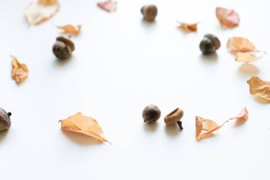 Farklı büyüklükte sonbahar meşe yaprakları, meşe palamutları ve beyaz arka planda izole edilmiş yabani gül meyveleri.