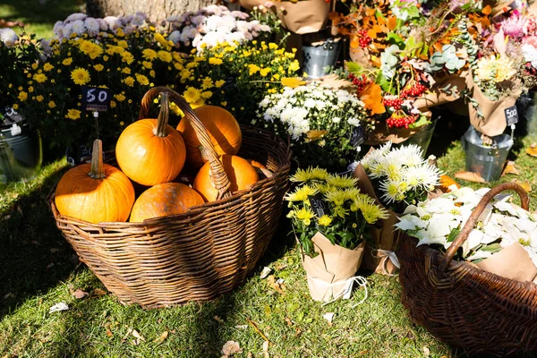 Thanksgiving Decor Pumpkins Garden Stock Picture