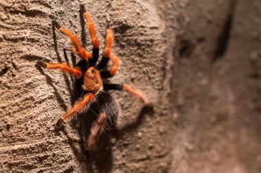 Teraryumdaki egzotik örümcek