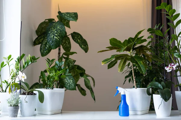Sprayer Für Die Pflanzenpflege Zimmerpflanzen Hintergrund — Stockfoto