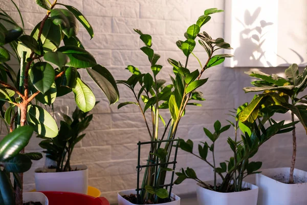 Plantes Intérieur Dans Différents Pots Fleurs Conçus Sur Une Armoire — Photo