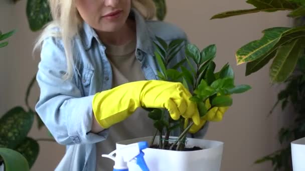 Floristería Hidrata Con Pulverizador Flores Caseras Concepto Cuidado Plantas Domésticas — Vídeos de Stock