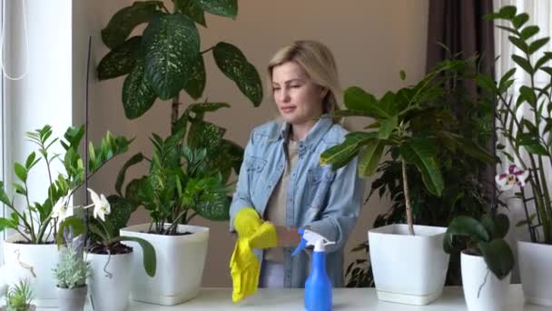 Femme Jardiniers Arrosage Plante Dans Des Pots Céramique Sur Table — Video