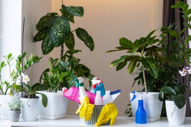 Saksıda saksılar, gri arka planda spreyler. Farklı saksılarda çeşitli tropikal yeşil bitkilerin toplanması. Evde bahçıvanlık, iç dekorasyondaki saksılarla ilgilenme, hobi konsepti..