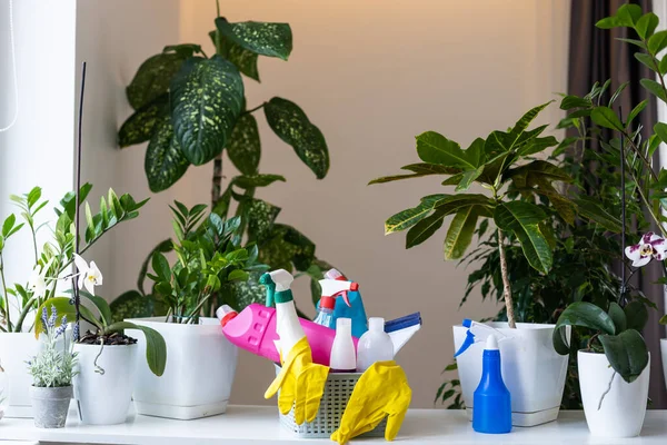 Saksıda saksılar, gri arka planda spreyler. Farklı saksılarda çeşitli tropikal yeşil bitkilerin toplanması. Evde bahçıvanlık, iç dekorasyondaki saksılarla ilgilenme, hobi konsepti..