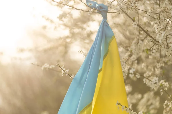 Ukraine Flag Yellow Blue Flower Garden — Stock Photo, Image