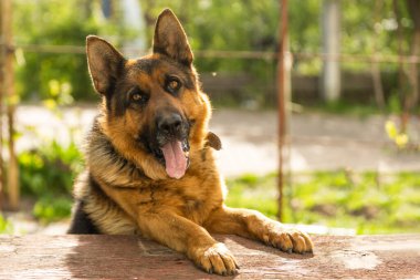 Güzel Alman çoban köpeği, akıllı ve eğitilmesi kolay..