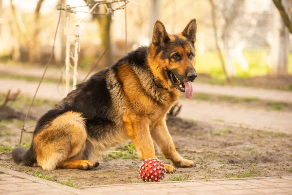 Beautiful German Shepherd Dog Outdoor —  Fotos de Stock
