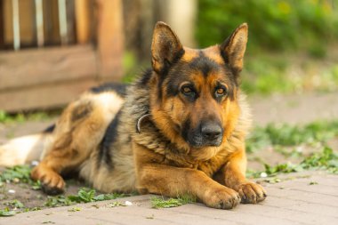 Zeki gözlü ve sivri dilli bir Alman çoban köpeğinin yakın çekimi..