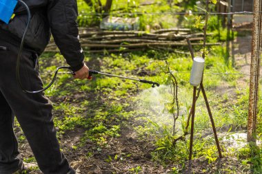 Bahçeye sebze yeşili bitkileri ilaçlayan çiftçi ot ilaçları, böcek ilaçları ya da böcek ilaçları sıkar..