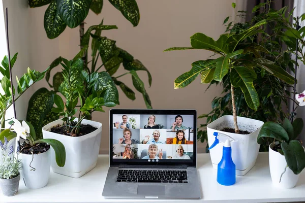 Blumentöpfe Und Sprayer Der Nähe Von Laptop Mit Videochat — Stockfoto