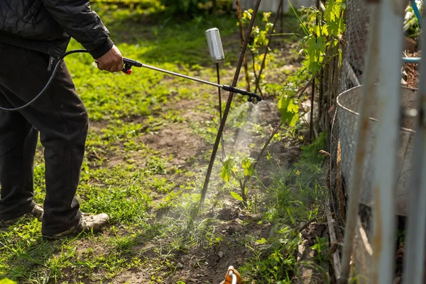 Rolnik Opryskujący Zielone Rośliny Roślinne Ogrodzie Herbicydami Pestycydami Lub Insektycydami — Zdjęcie stockowe